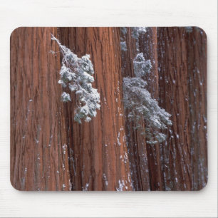 NA, USA, Kalifornien. Sequoia-Nationalpark. Mousepad