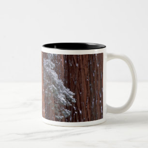 NA, USA, Kalifornien. Sequoia-Nationalpark Zweifarbige Tasse