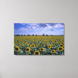 NA, USA, Kansas, Sonnenblumenanbau Leinwanddruck