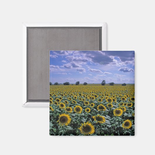 NA, USA, Kansas, Sonnenblumenernte Magnet (Vorderseite/Rückseite)