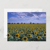 NA, USA, Kansas, Sonnenblumenernte Postkarte (Vorne/Hinten)