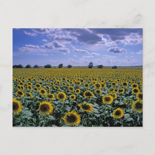 NA, USA, Kansas, Sonnenblumenernte Postkarte (Vorderseite)