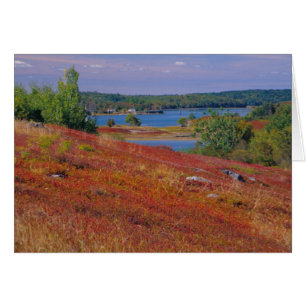 NA, USA, Maine. Blaubeer-Heide.