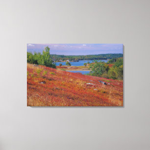 NA, USA, Maine. Blaubeerheiden. Leinwanddruck