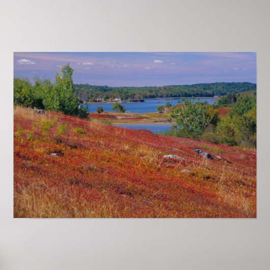 NA, USA, Maine. Blueberry Barrens. Poster (Vorne)