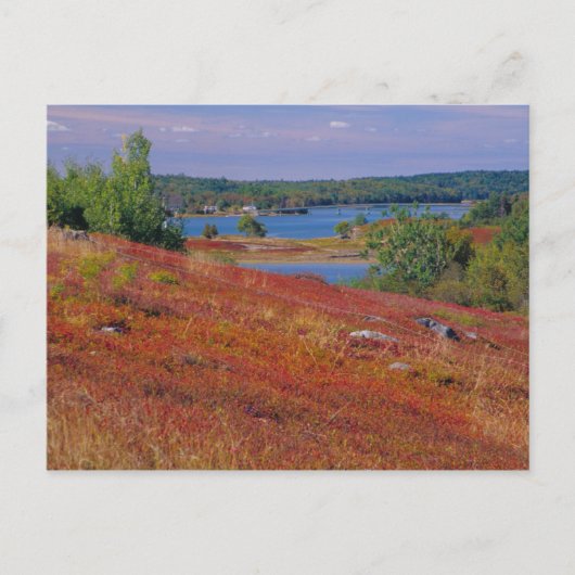 NA, USA, Maine. Blueberry Barrens. Postkarte (Vorderseite)