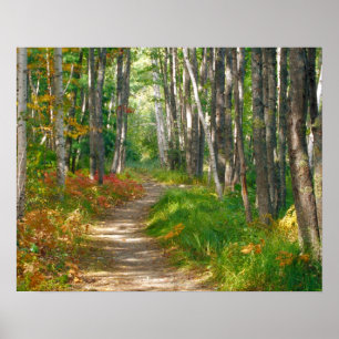 NA, USA, Maine.  Jessup trail in Acadia National Poster