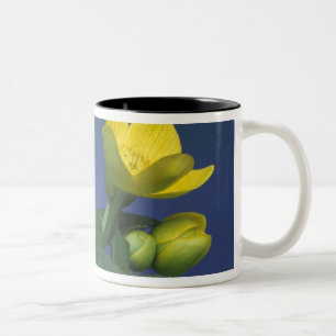 NA, USA, Michigan, Rochester Hills. Sumpf Zweifarbige Tasse