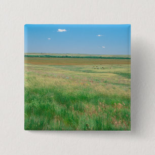 NA, USA, NE. Graslandschaften in der Nähe von Ogal Button