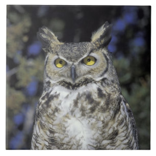 NA, USA, New Mexico, Wildlife West Nature Park Fliese