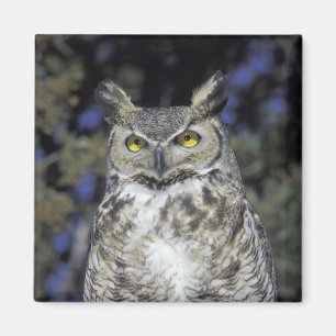 NA, USA, New Mexico, Wildlife West Nature Park Magnet