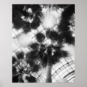 NA, USA, New York, New York City. Palmen in Poster