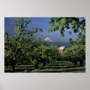NA, USA, Oregon, bei Hood River Mt. Hood mit Poster