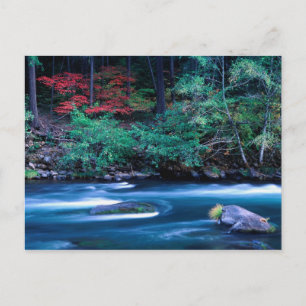 NA, USA, Oregon, Fall Foliage on North Umpquah Postkarte