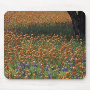 NA, USA, Texas, Hill Country, Pinselschwamm und Mousepad