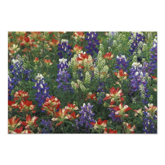 NA, USA, Texas, near Marble Falls, Paint brush, Fotodruck (Vorne)