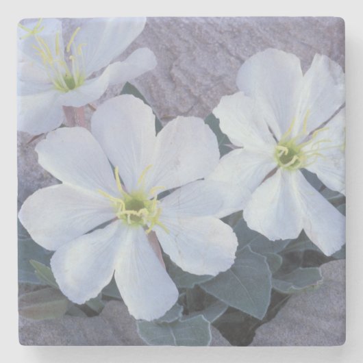 NA, USA, Utah, Arches NP, Abend primrose Steinuntersetzer (Vorderseite)