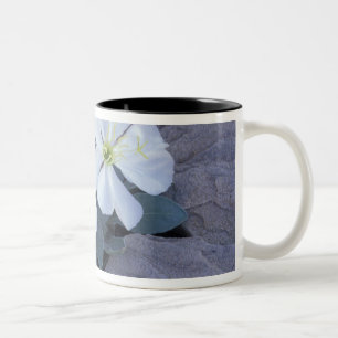 NA, USA, Utah, Arches NP, Nachtkerze Zweifarbige Tasse