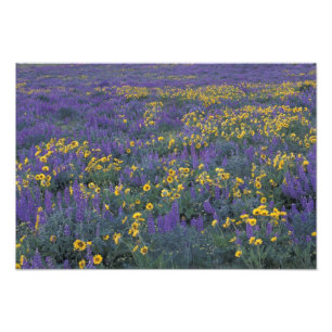 NA, USA, Washington Dalles, Lupine und Fotodruck