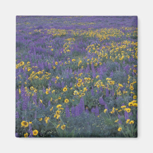 NA, USA, Washington Dalles, Lupine und Magnet