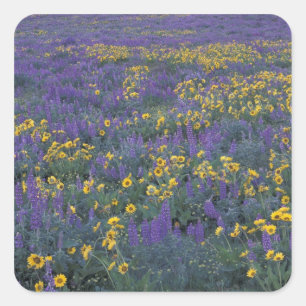 NA, USA, Washington Dalles, Lupine und Quadratischer Aufkleber