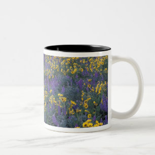 NA, USA, Washington Dalles, Lupine und Zweifarbige Tasse