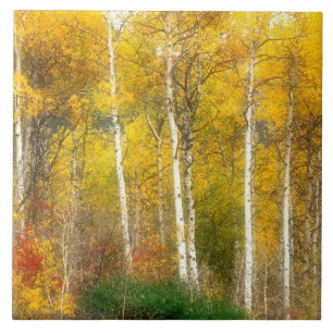 NA, USA, Washington, Fall Aspen Trees entlang Fliese