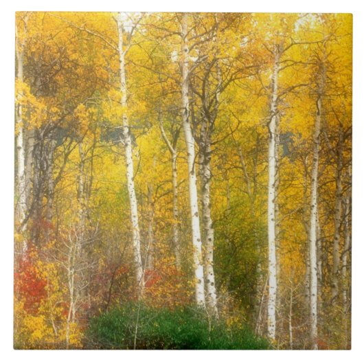 NA, USA, Washington, Fall Aspen Trees entlang Fliese (Vorderseite)
