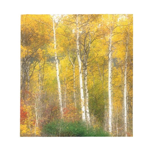 NA, USA, Washington, Fall Aspen Trees entlang Notizblock (Vorderseite)