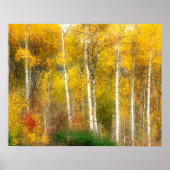 NA, USA, Washington, Fall Aspen Trees entlang Poster (Vorne)