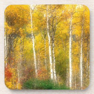 NA, USA, Washington, Herbst-Aspenbäume entlang Getränkeuntersetzer