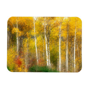 NA, USA, Washington, Herbst-Aspenbäume entlang Magnet