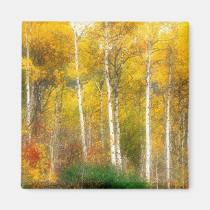 NA, USA, Washington, Herbst-Aspenbäume entlang Magnet