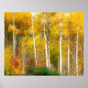 NA, USA, Washington, Herbst-Aspenbäume entlang Poster