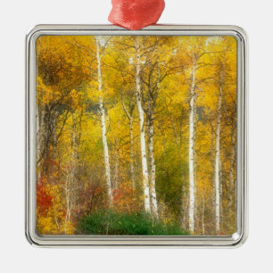 NA, USA, Washington, Herbst-Aspenbäume entlang Silbernes Ornament