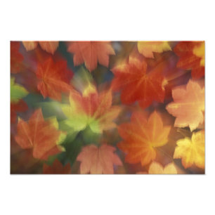 NA, USA, Washington, Issaquah, Vine-Ahorn Fotodruck