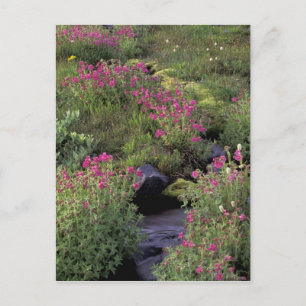 NA, USA, Washington, Mt. Rainier NP, Pink Postkarte