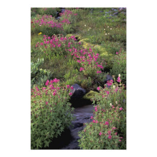 NA, USA, Washington, Mt. Rainier NP, Rosa Fotodruck