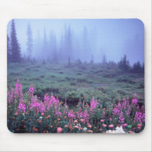 NA, USA, Washington, Neblige alpine Wiese, Mt. Mousepad