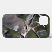 NA, USA, Washington Staat, Weißschwanzhirsche, Case-Mate iPhone Hülle (Rückseite (Horizontal))