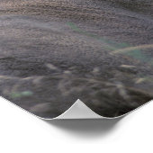 NA, USA, Washington Staat, Weißschwanzhirsche, Poster (Ecke)