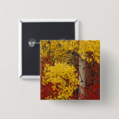 NA, USA, Washington, Wenatchee National Forest. Button (Vorne & Hinten)