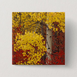 NA, USA, Washington, Wenatchee National Forest. Button