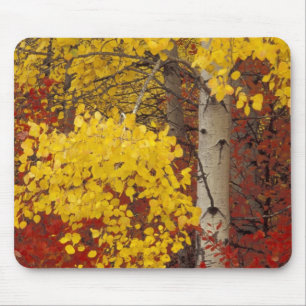 NA, USA, Washington, Wenatchee National Forest. Mousepad