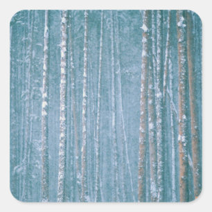 NA, USA, WY Schneewinterszene Quadratischer Aufkleber