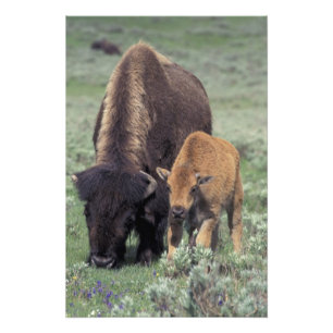 NA, USA, Wyoming, Yellowstone-Nationalpark. Fotodruck