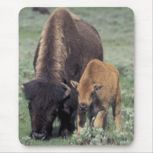 NA, USA, Wyoming, Yellowstone-Nationalpark. Mousepad