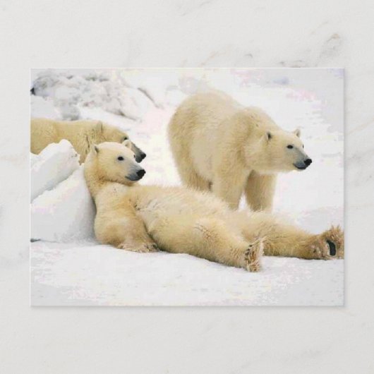 Nach dem Abendessen Bär Postkarte (Vorderseite)