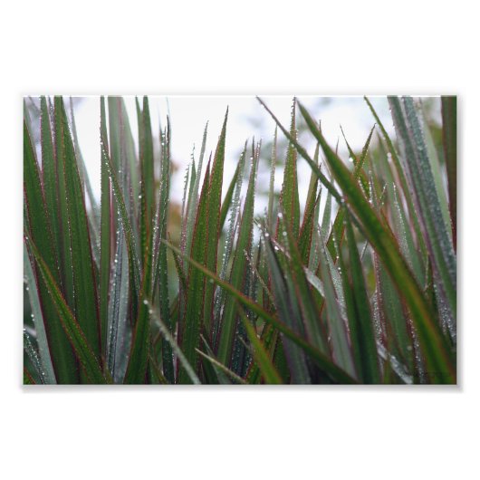 Nach dem Regen Fotodruck (Vorne)