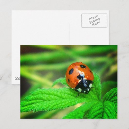 Nach dem Regen - Ladybug mit Tröpfchen Postkarte (Vorne/Hinten)
